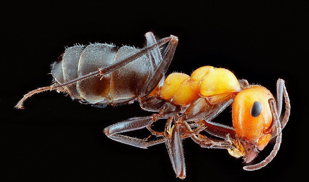 Ant Control service in Vacaville, CA