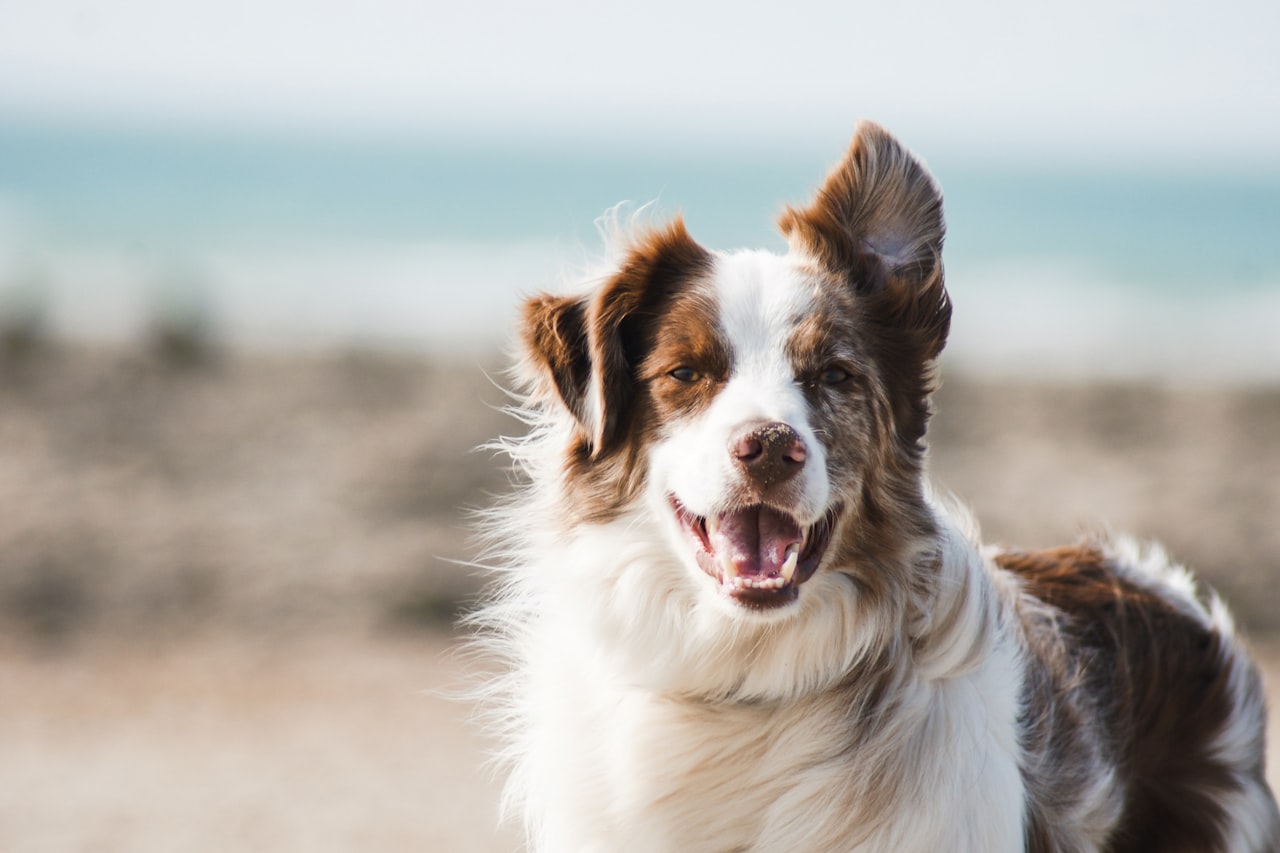 Flea & Tick Control service in Vacaville, CA