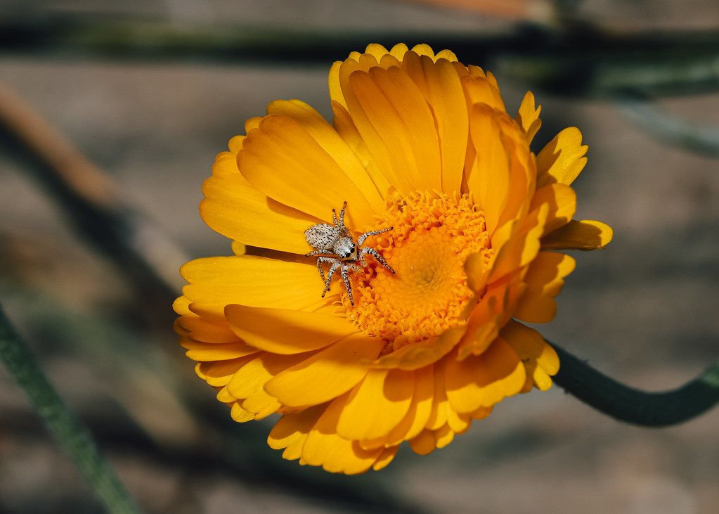 Spider Control service in Vacaville, CA
